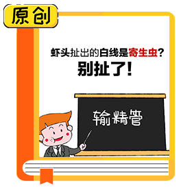 蝦頭扯出的白線是寄生蟲(chóng)？別扯了！ (3)